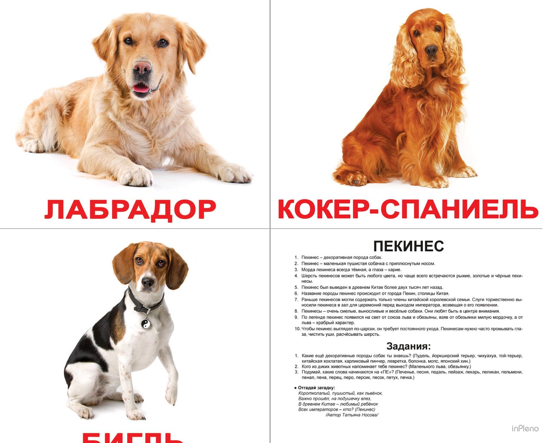 Карточки с породами собак для детей