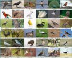 Птахи дикі. (Комплекти фотоілюстрацій 19*27) (27 фото)