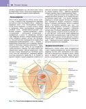 Клінічне акушерство та гінекологія: Навч. посіб.: Пер. 4-го англ. вид.. Изображение №21
