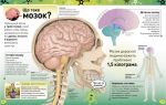 Карколомний мозок.Імпульсивні нейрони,мінливі синапси,хвостаті аксони. Зображення №4