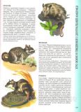 Велика енциклопедія тварин. Зображення №3