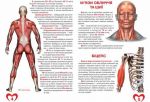 Велика книжка анатомія людини. Зображення №2
