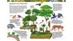 Дивовижний світ тварин.  Дитяча енциклопедія. Зображення №3