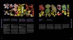 Атлас квіткових рослин. 200 ботанічних родин у незвичайних ракурсах і найдрібніших деталях. Зображення №2