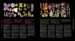 Атлас квіткових рослин. 200 ботанічних родин у незвичайних ракурсах і найдрібніших деталях. Изображение №4
