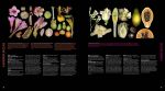 Атлас квіткових рослин. 200 ботанічних родин у незвичайних ракурсах і найдрібніших деталях. Зображення №6
