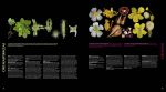 Атлас квіткових рослин. 200 ботанічних родин у незвичайних ракурсах і найдрібніших деталях. Изображение №7